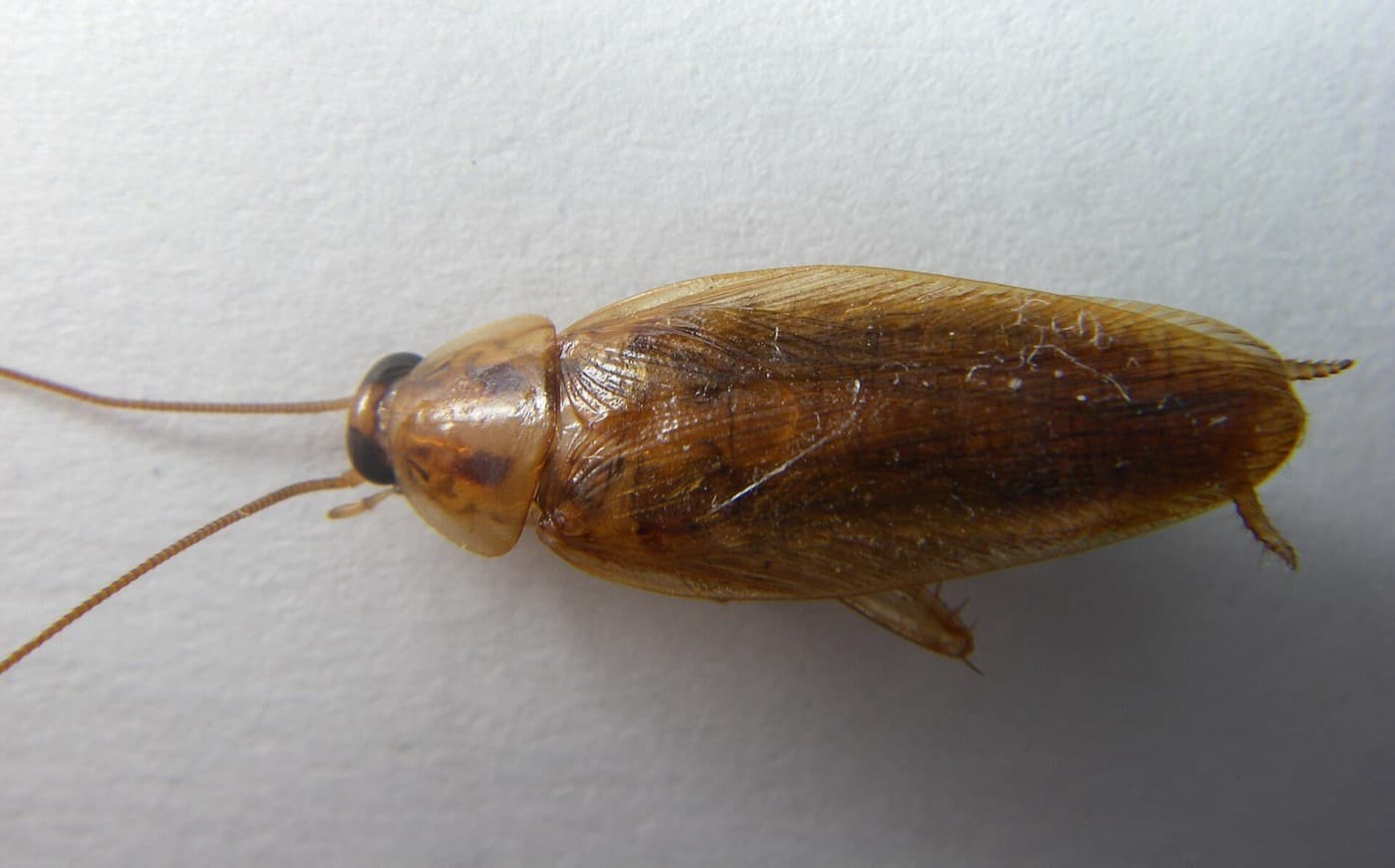 Blatte germanique (Blattella germanica) adulte vue de dessus sur un mur clair