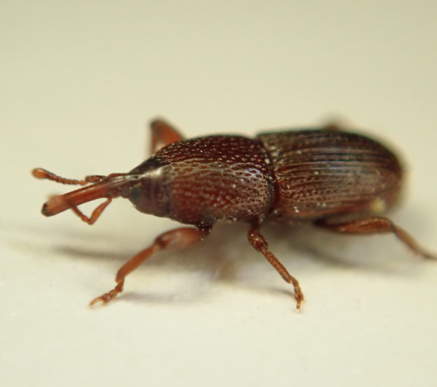 Charançon du blé (Sitophilus granarius) de profil, rostre allongé et élytres striés