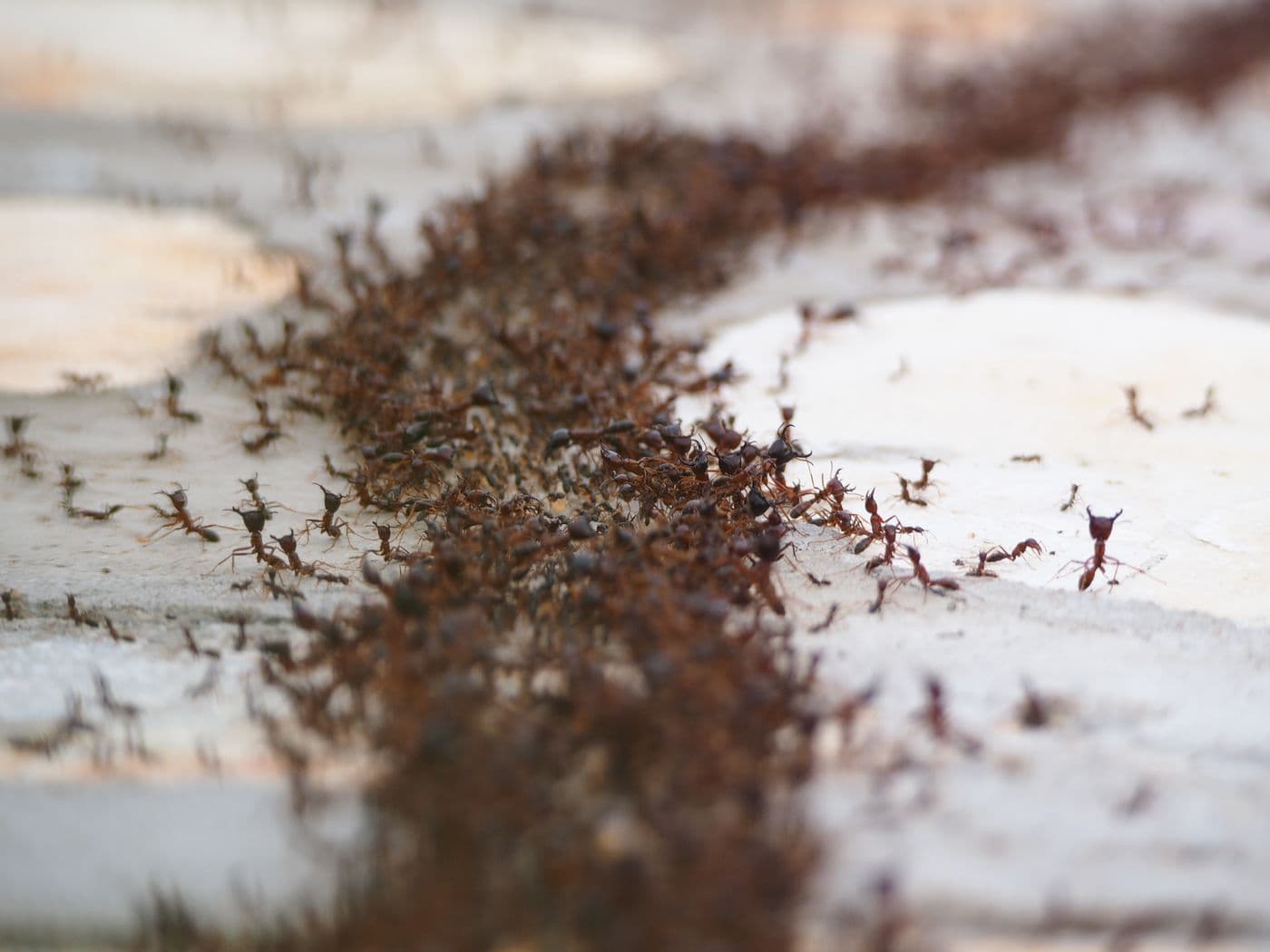 Colonne de fourmis ouvrières en déplacement sur une surface claire