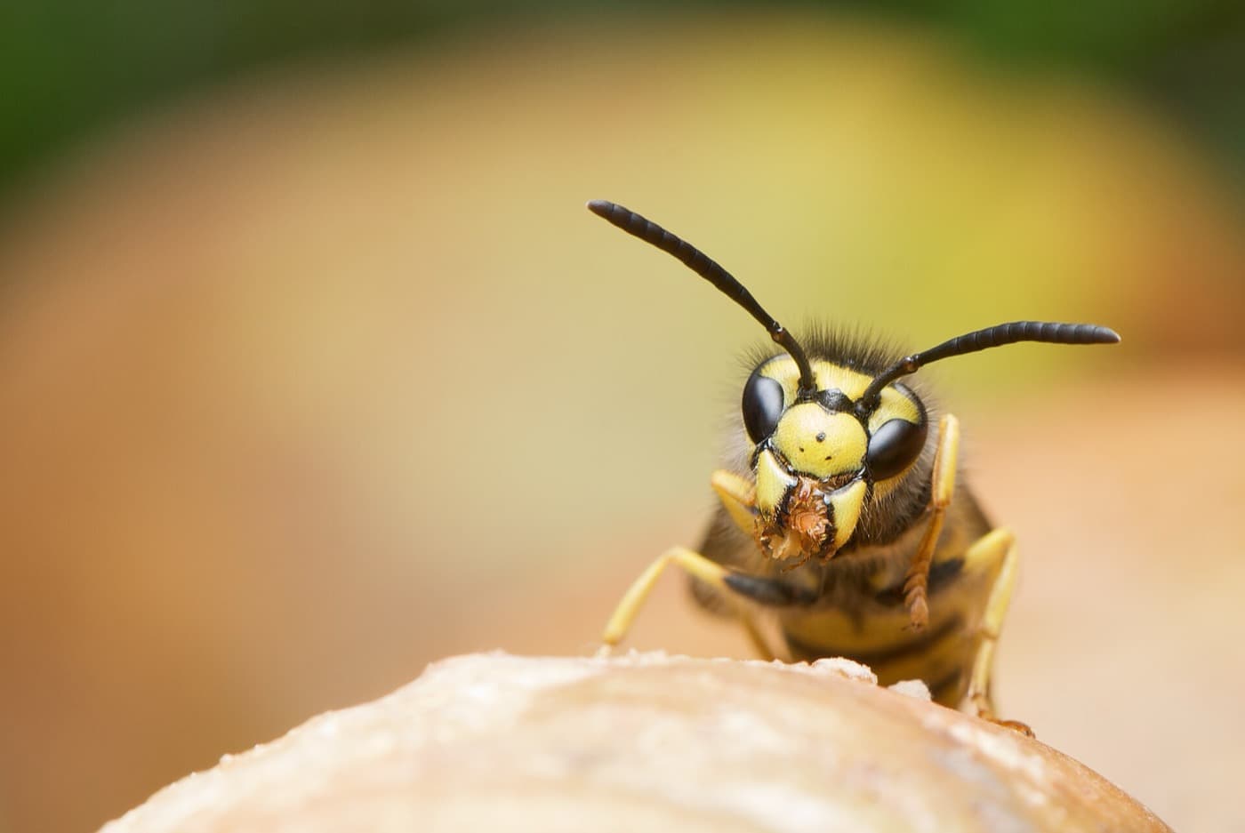 Tête de guêpe commune (Vespula germanica) en gros plan, face jaune et antennes noires