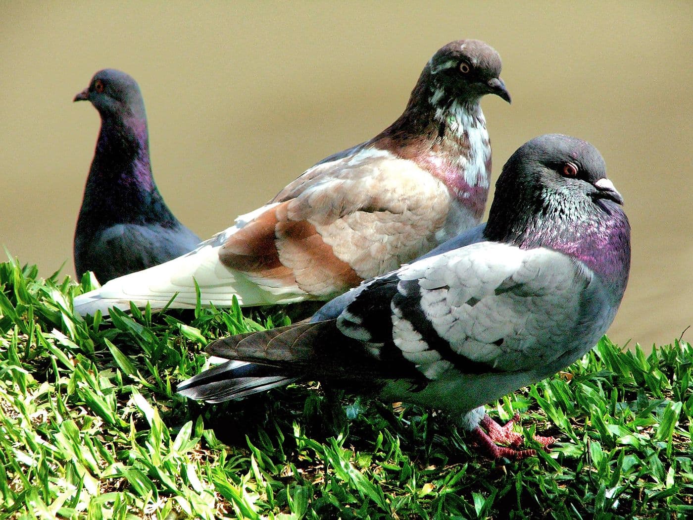 Trois pigeons bisets posés sur une pelouse, plumage gris à reflets colorés