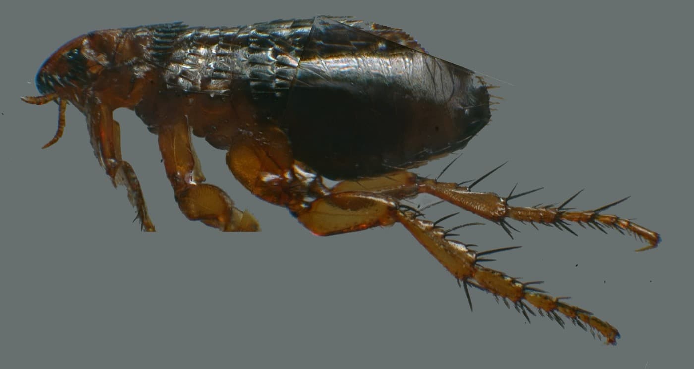 Puce du chat (Ctenocephalides felis) de profil, corps aplati et pattes postérieures épineuses
