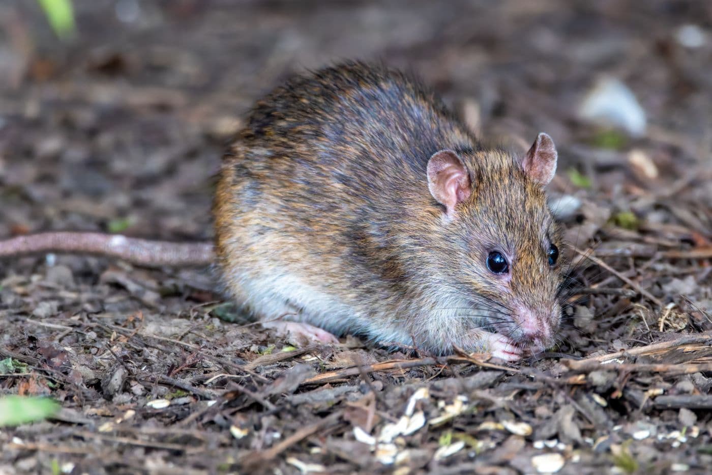 Rat brun (Rattus norvegicus) au sol, museau dans une litière de feuilles