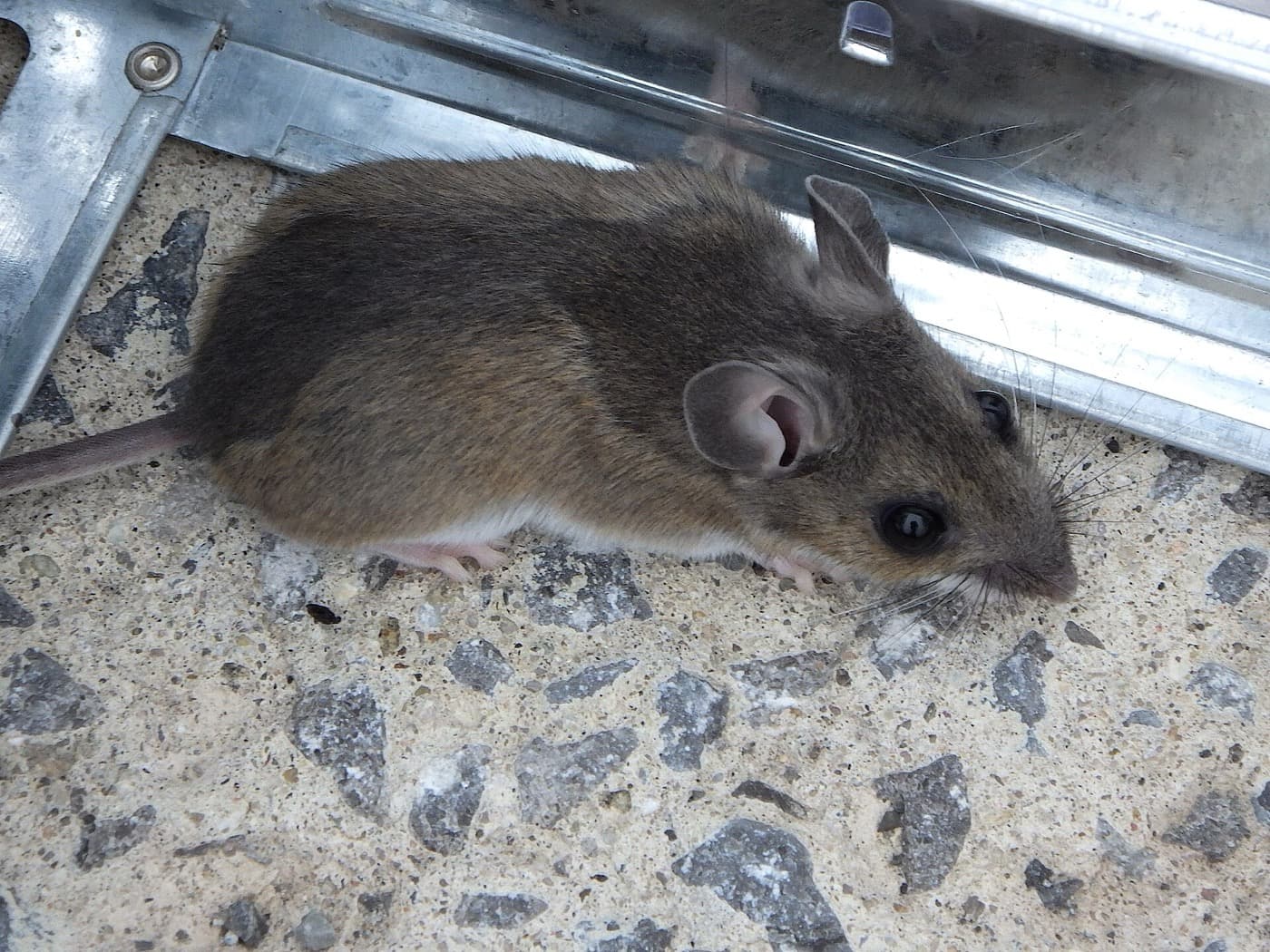 Souris grise (Mus musculus) longeant une paroi métallique sur un sol bétonné