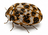 Tapijtkevers — Anthrenus verbasci