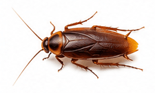 Kakkerlakken — Blattella germanica / Blatta orientalis