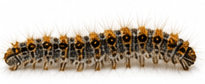 Processierupsen — Thaumetopoea processionea