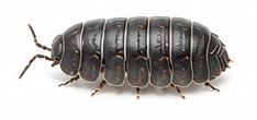 Pissebedden — Armadillidium vulgare / Porcellio scaber