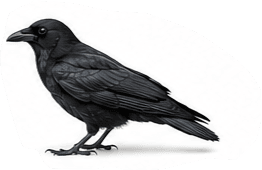 Kraaien — Corvus corone / Corvus corax
