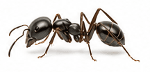 Mieren — Lasius niger / Monomorium pharaonis