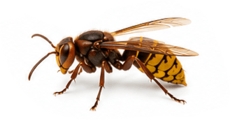 Hoornaars — Vespa crabro / Vespa velutina