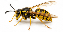 Wespen — Vespula vulgaris / Vespula germanica