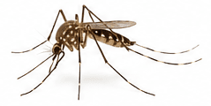 Muggen — Culex pipiens / Aedes albopictus