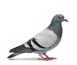 Duiven — Columba livia