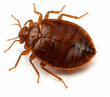 Bedwantsen — Cimex lectularius