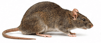 Ratten — Rattus norvegicus