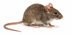 Muizen — Mus musculus