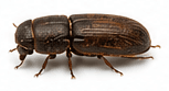 Houtwormen — Anobium punctatum