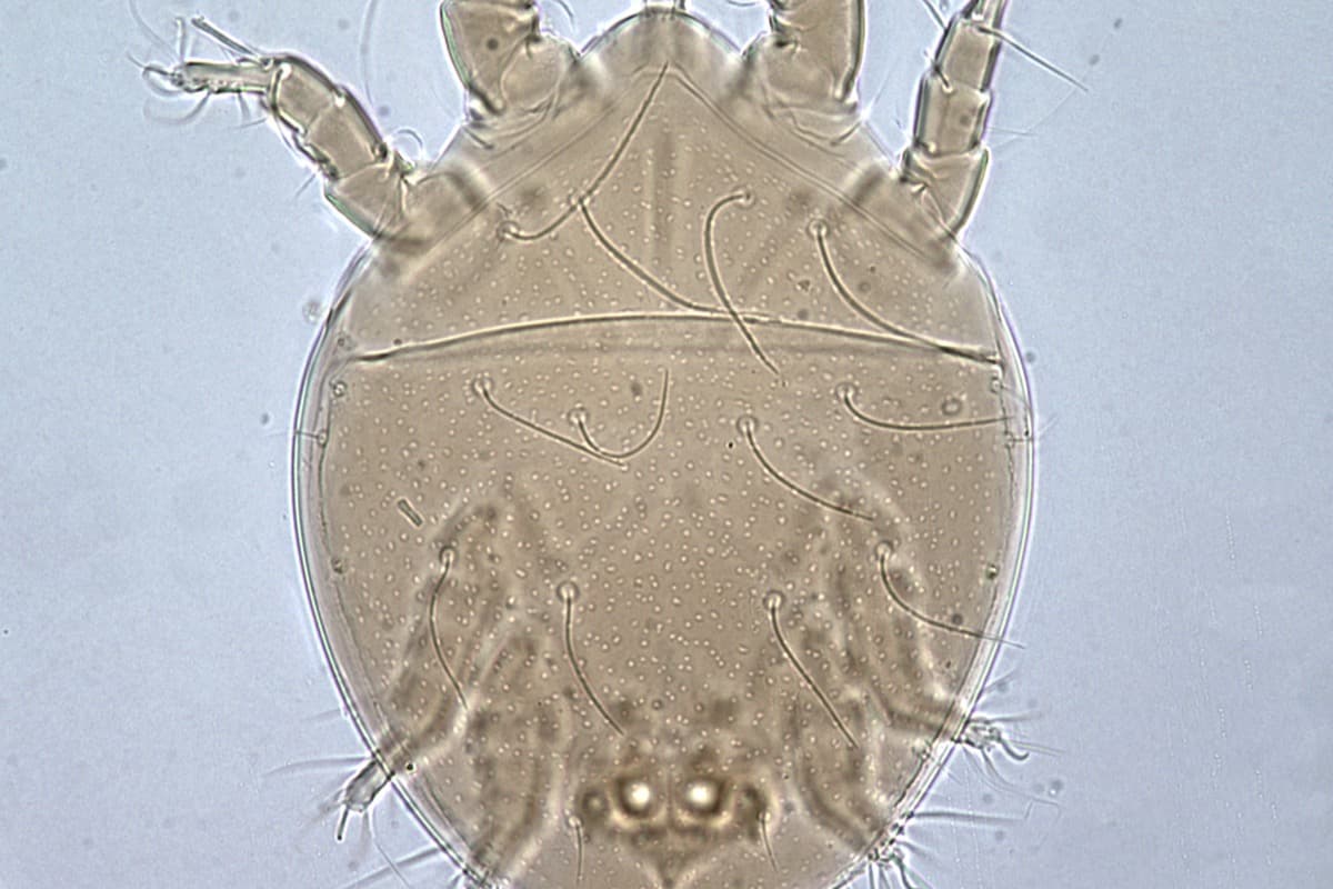 Ciron (Acarus siro) vu au microscope, corps globuleux et pattes segmentées