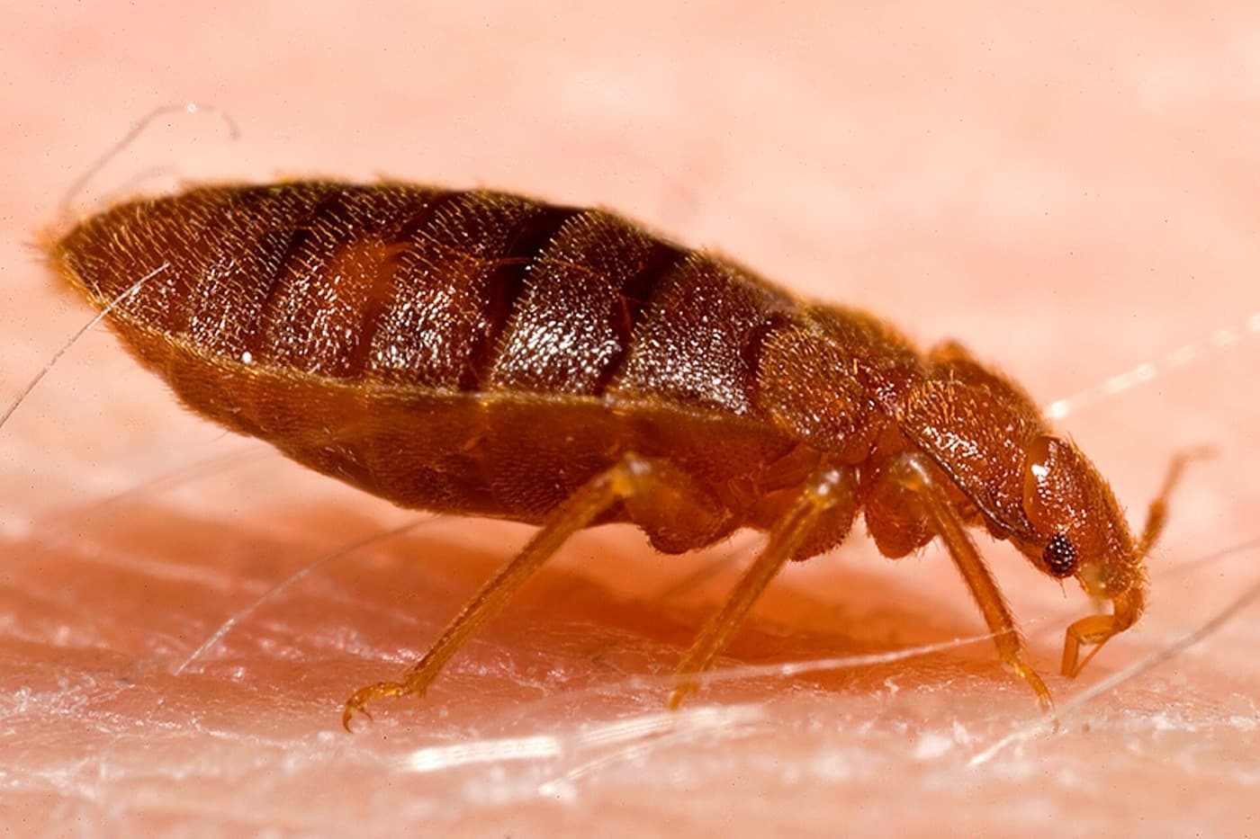 Punaise de lit adulte (Cimex lectularius) de profil sur une peau humaine